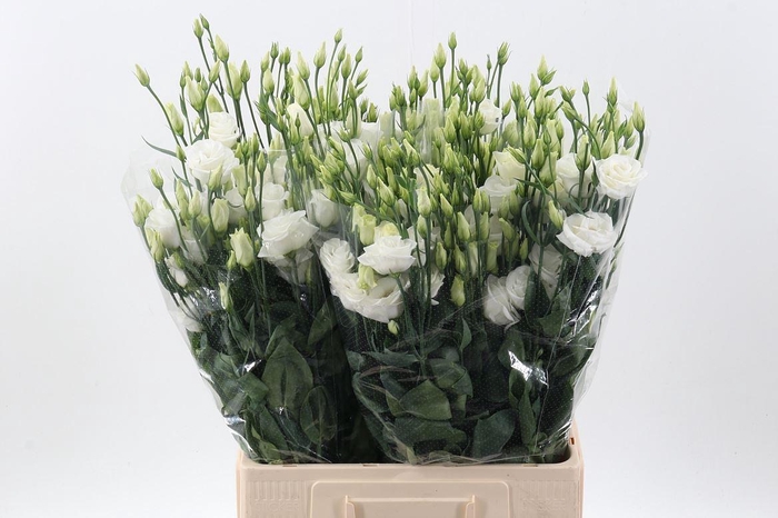 <h4>LIS G ROSITA WHITE EUS G ROSI WHITE</h4>