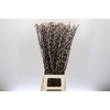 Salix Caprea Snow Flake P. Red Absorbed