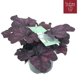 Heuchera Indian Summer P12 Purple