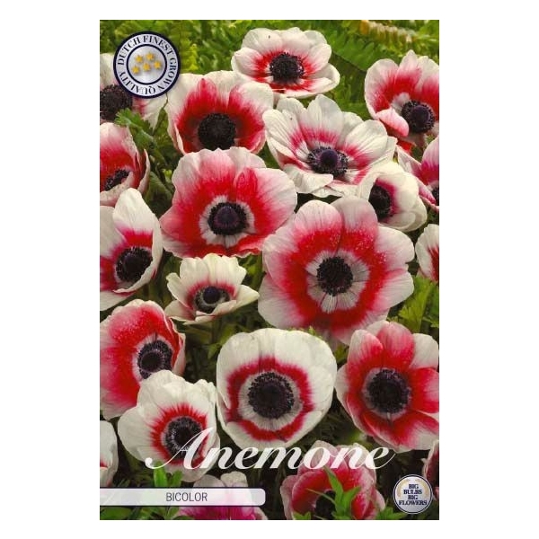 <h4>Anemone Coronaria Bicolor x20 5/6</h4>