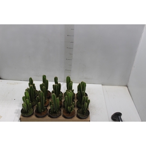 CACTUS ACANTHOCEREUS TETRAGONUS P09