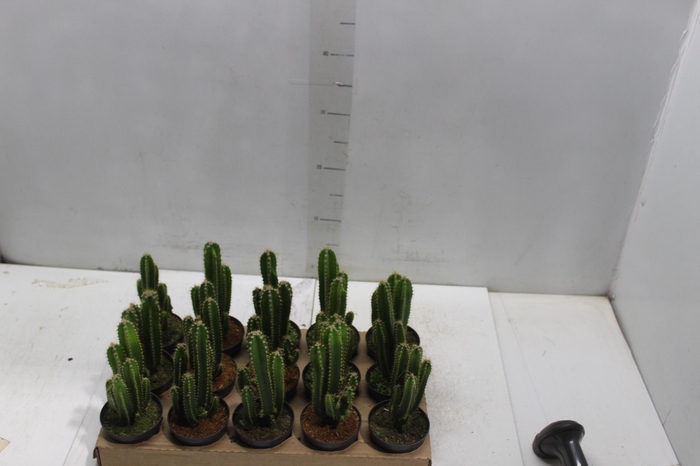<h4>CACTUS ACANTHOCEREUS TETRAGONUS P09</h4>