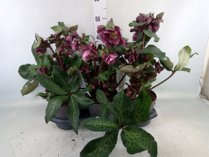 <h4>Helleborus  'Fkiss Charmer'</h4>