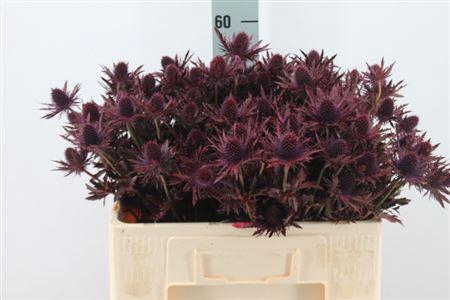 <h4>Eryngium Klb Dark Cerise X40</h4>
