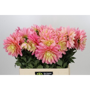 Dahlia New Roze