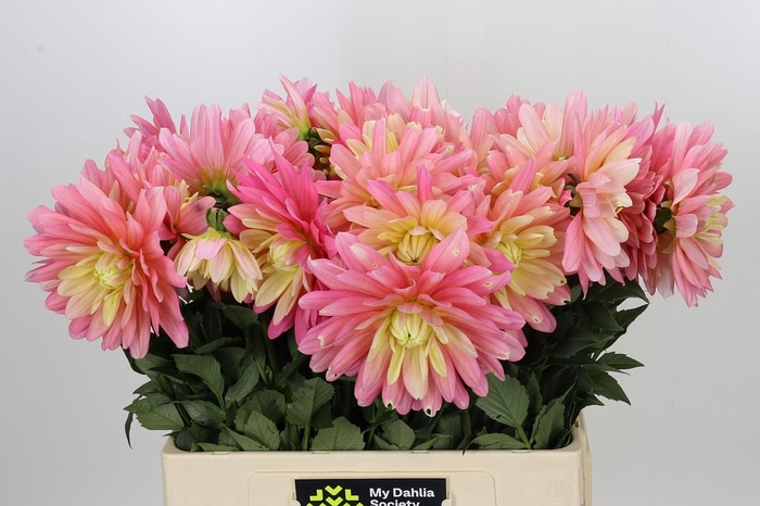 <h4>Dahlia New Roze</h4>