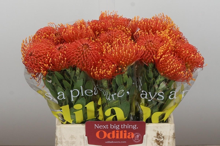 <h4>Nutans Gold Dust</h4>