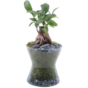 Ficus m. Ginseng Ø06cm in Hourglass Ø13cm