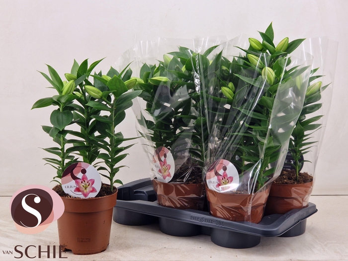 <h4>LIL OR SOUVENIR</h4>