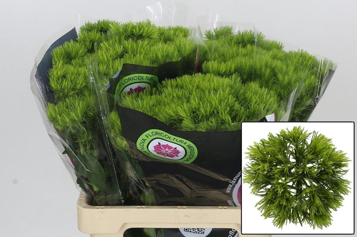 <h4>DI BARB KIWI MELLOW</h4>