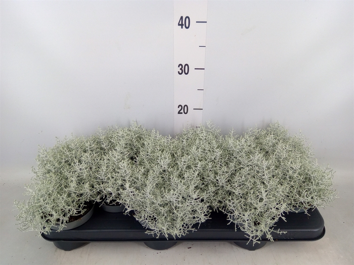 <h4>Leucophyta     [Calocephalus]</h4>