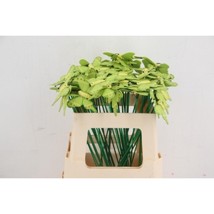 Stick butterfly wood 7x8cm Green