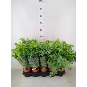 Phlebodium aureum 'Davana'