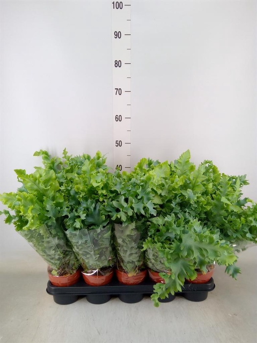 <h4>Phlebodium aureum 'Davana'</h4>