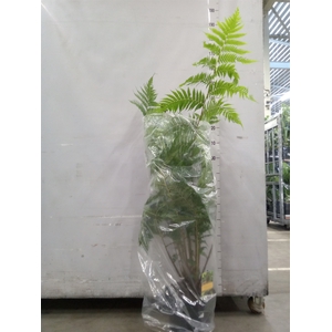 Cyathea cooperi
