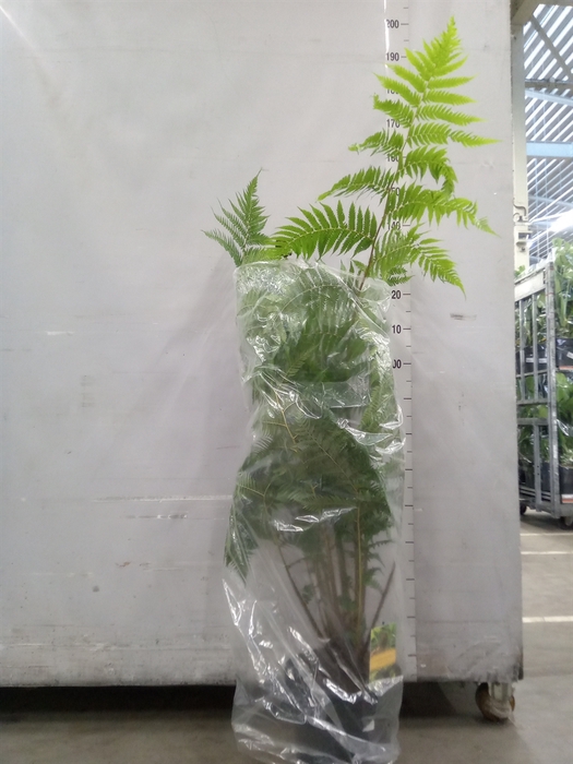 <h4>Cyathea cooperi</h4>