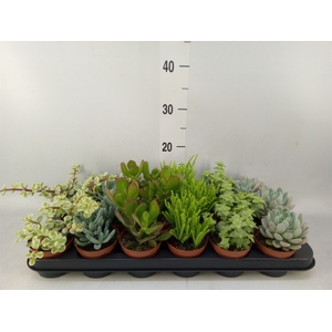 Succulents   ...mix 6
