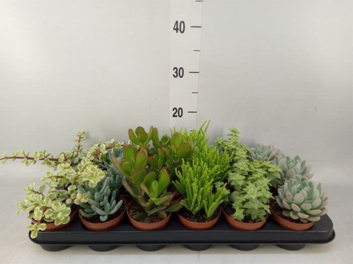 <h4>Succulents   ...mix 6</h4>