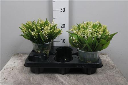 <h4>Convallaria P St</h4>