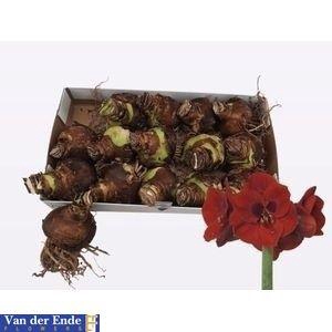 <h4>BLOEMBOL HIPPEASTRUM</h4>