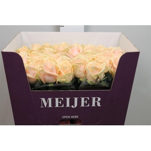 R Gr Pearl Avalanch+