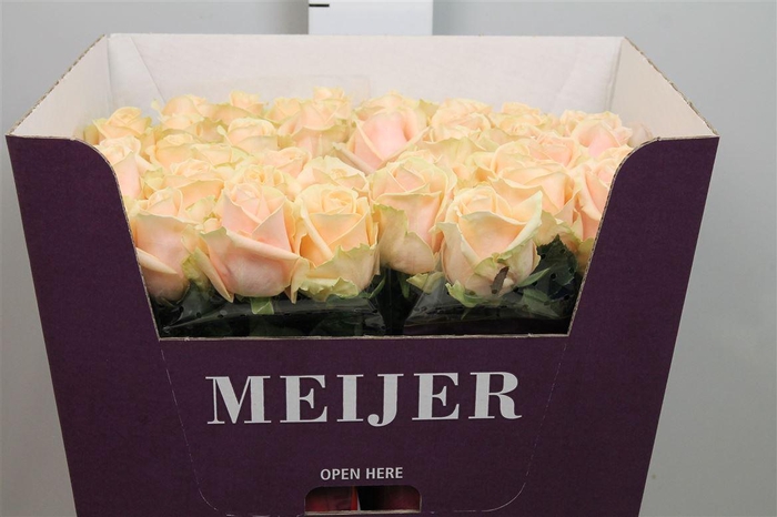 <h4>R Gr Pearl Avalanch+</h4>