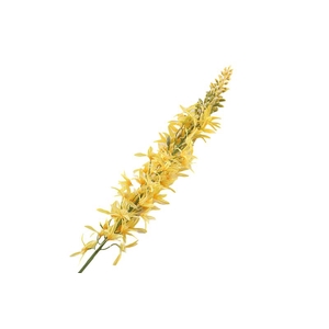 Eremurus Yellow