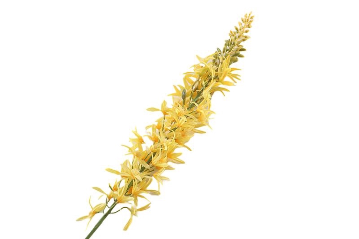<h4>Eremurus Yellow</h4>