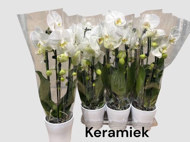 <h4>ARR PHALA MT 14+</h4>