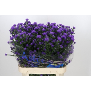 Aster Astee Dark Milka