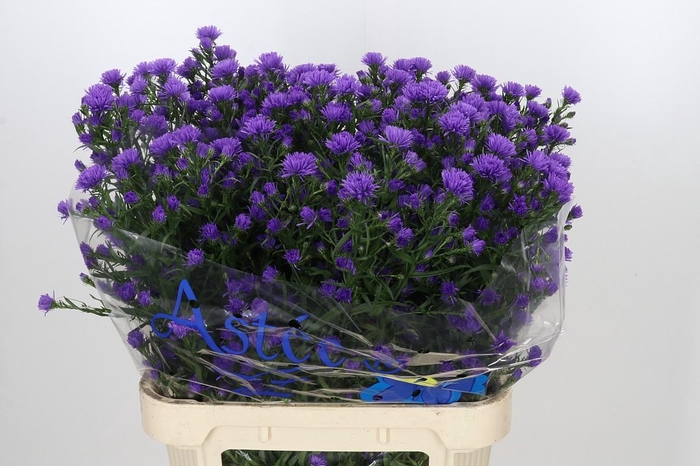 <h4>Aster Astee Dark Milka</h4>