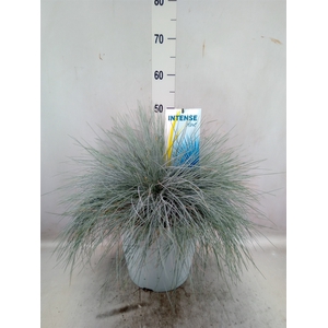 Festuca glauca 'Intens Blue'