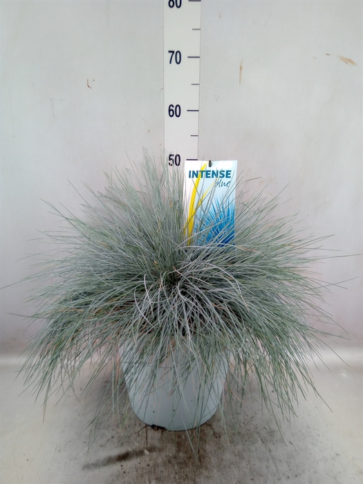 Festuca glauca 'Intens Blue'