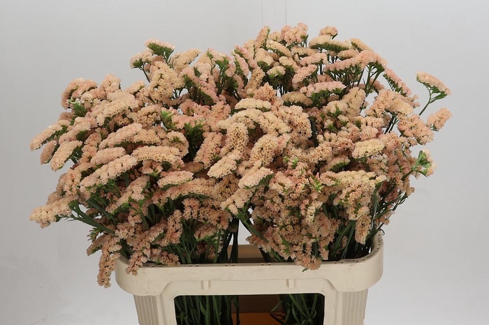 <h4>Limonium sinuatum Honey Apricot</h4>