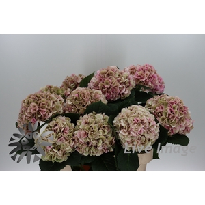 Hydrangea my beautiful vienna classic