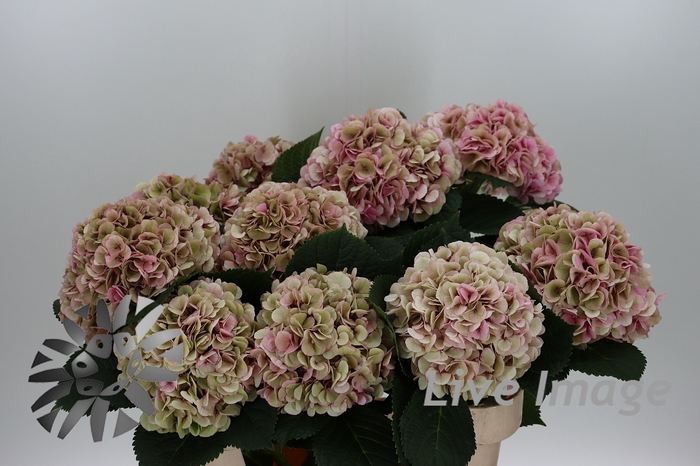 <h4>Hydrangea my beautiful vienna classic</h4>