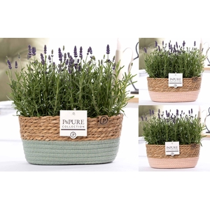 2x Lavandula Hidcote in P&PURE Fieldbasket 7