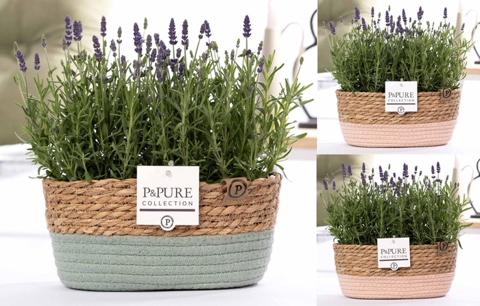 <h4>2x Lavandula Hidcote in P&PURE Fieldbasket 7</h4>