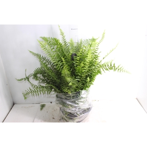 SAMAMBAIA AMERICANA C25