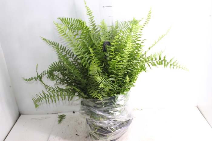 <h4>SAMAMBAIA AMERICANA C25</h4>