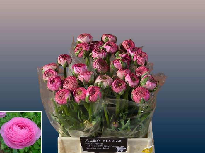 <h4>RAN AAZUR ROSE</h4>