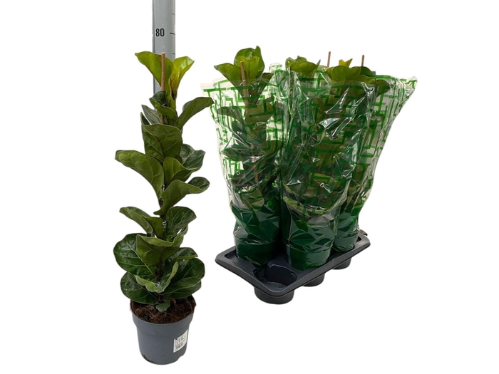 <h4>FICUS LYRATA BAMBINO</h4>