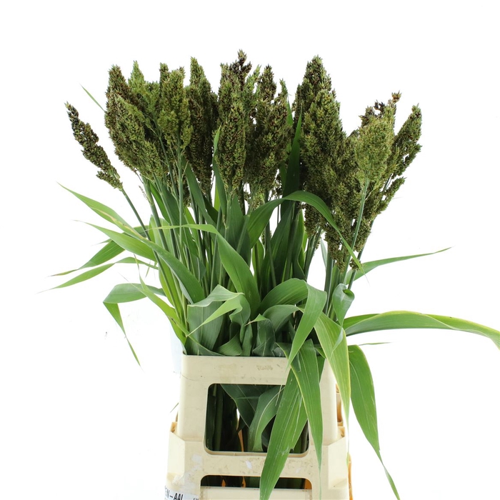 <h4>Sorghum Zebra Compac</h4>