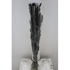 Dried Lagurus Black