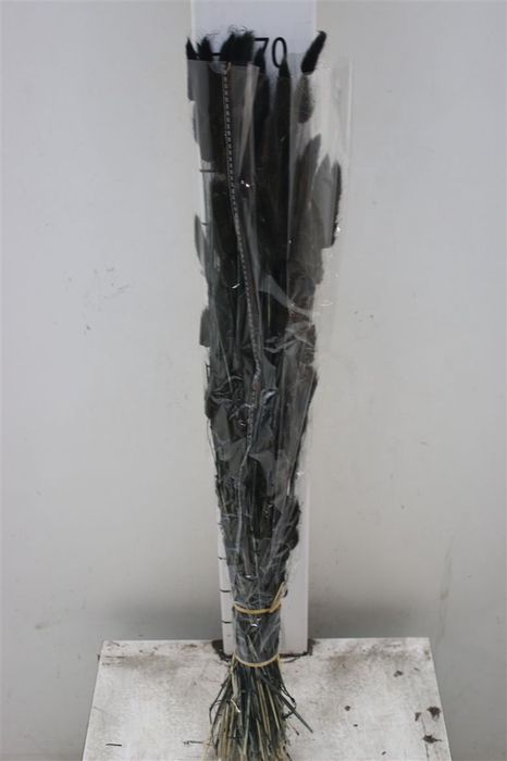 <h4>Dried Lagurus Black</h4>