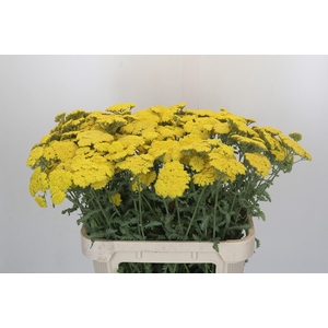 Achillea Moonshine