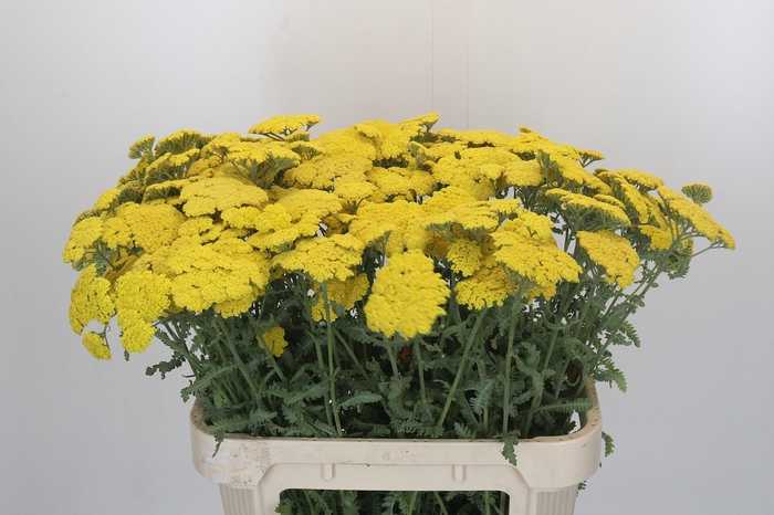 <h4>Achillea Moonshine</h4>