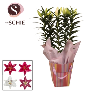 Oriental 19cm Bag STRIPES