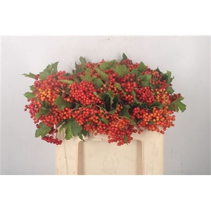 Viburnum Op Compactum +3