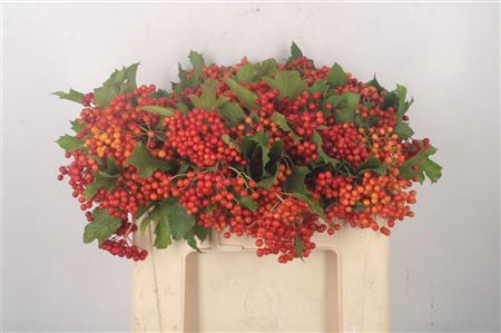 <h4>Viburnum Op Compactum +3</h4>